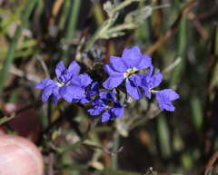 Dampiera dysantha