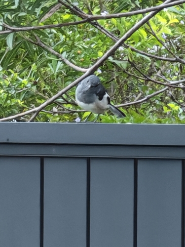 Oriental Magpie-Robin