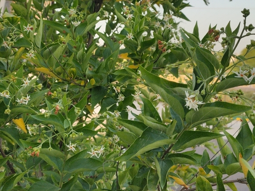 Nyctanthes arbor-tristis observed 2026-10-03