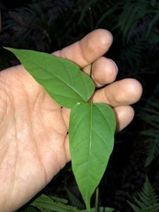 Vincetoxicum paniculatum