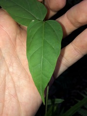 Vincetoxicum paniculatum