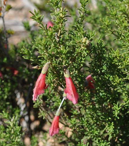 Image of Prostanthera aspalathoides by (c) Kevin Sparrow, some rights reserved (CC BY)