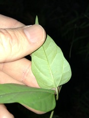 Vincetoxicum paniculatum