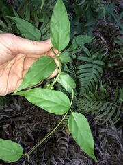 Vincetoxicum paniculatum
