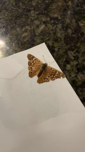 Tawny Emperor