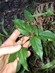 Vincetoxicum paniculatum
