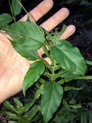 Vincetoxicum paniculatum