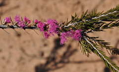 Melaleuca wilsonii