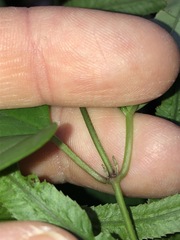 Vincetoxicum paniculatum