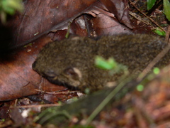 Microsciurus alfari