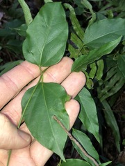 Vincetoxicum paniculatum