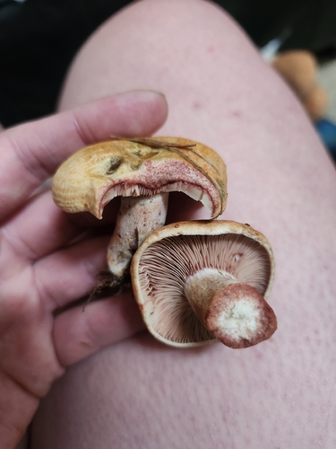 bloody milkcap