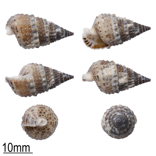 Rhinoclavis sinensis observed 2026-10-02