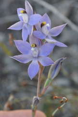Thelymitra alcockiae