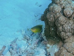 Pomacentrus amboinensis