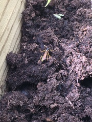 Ichneumon xanthorius