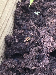 Ichneumon xanthorius