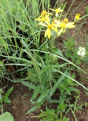 Senecio bupleuroides