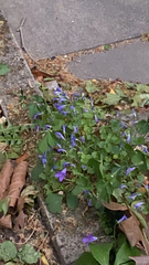 Campanula poscharskyana