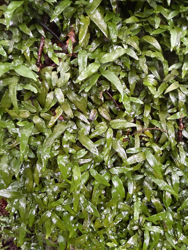 Arthropteris tenella observed 2026-10-03