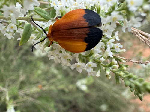 Lycus fernandezi