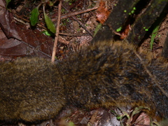 Microsciurus alfari