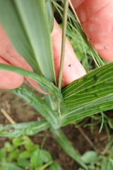 Senecio bupleuroides