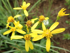 Senecio bupleuroides