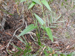 Parsonsia brisbanensis