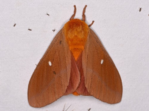 Oslar's Oakworm Moth
