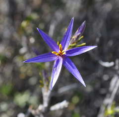 Calectasia intermedia