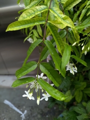 Wrightia religiosa