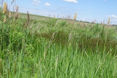 Alopecurus pratensis