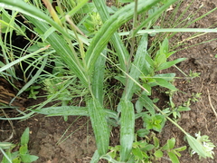 Senecio bupleuroides