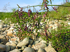 Poa malacantha