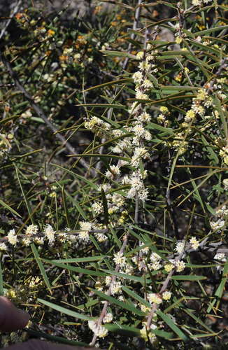 Image of Hakea repullulans by (c) Kevin Sparrow, some rights reserved (CC BY)
