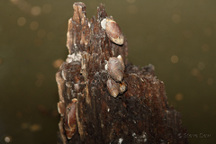 Ellobiidae