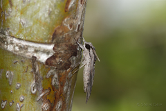 Agrius convolvuli