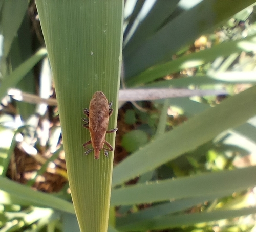 Gasteroclisus immundus