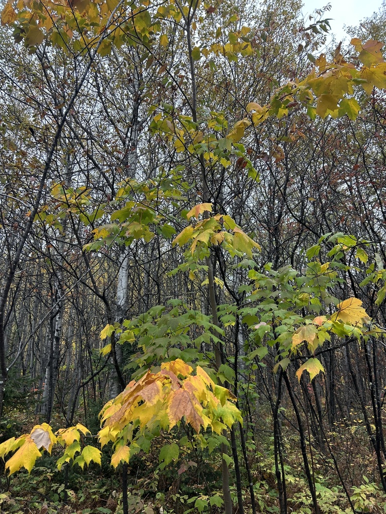 A young forest of birches and maples gone yellow and gold, many tops already thinning, on a grey day.