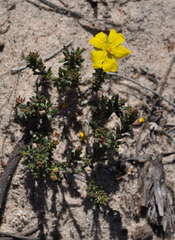 Hibbertia humifusa