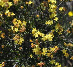 Phebalium stenophyllum