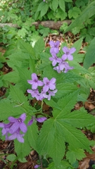Cardamine pentaphyllos