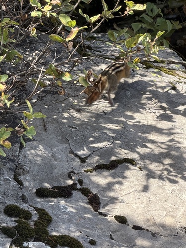 Red-tailed Chipmunk observed by anehra12