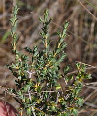 Pimelea spinescens pubiflora