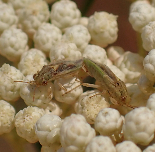 Germalus observed 2026-10-02