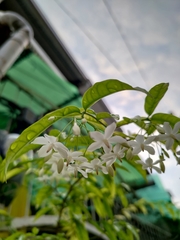 Wrightia religiosa