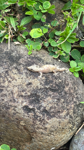 Lepidodactylus lugubris observed 2026-10-02