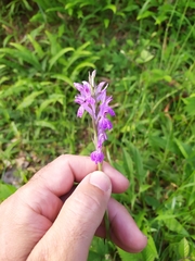 Dactylorhiza elata