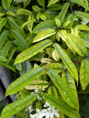 Wrightia religiosa